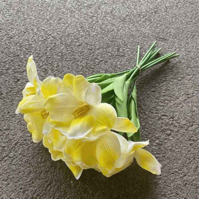 Hoa TuLy Nở Vàng Loang