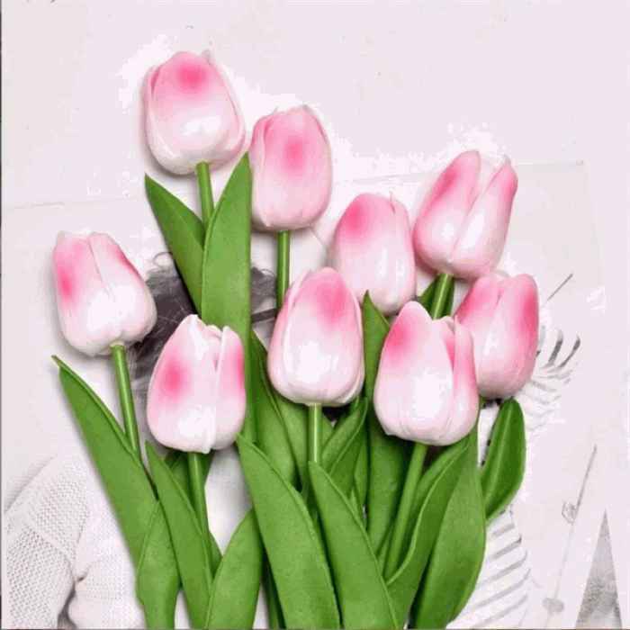 Hoa Tuly Nụ Hồng Loang